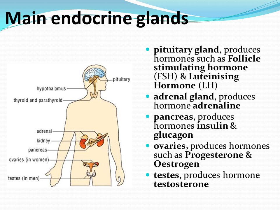 Endocrine Gland and Adrenaline